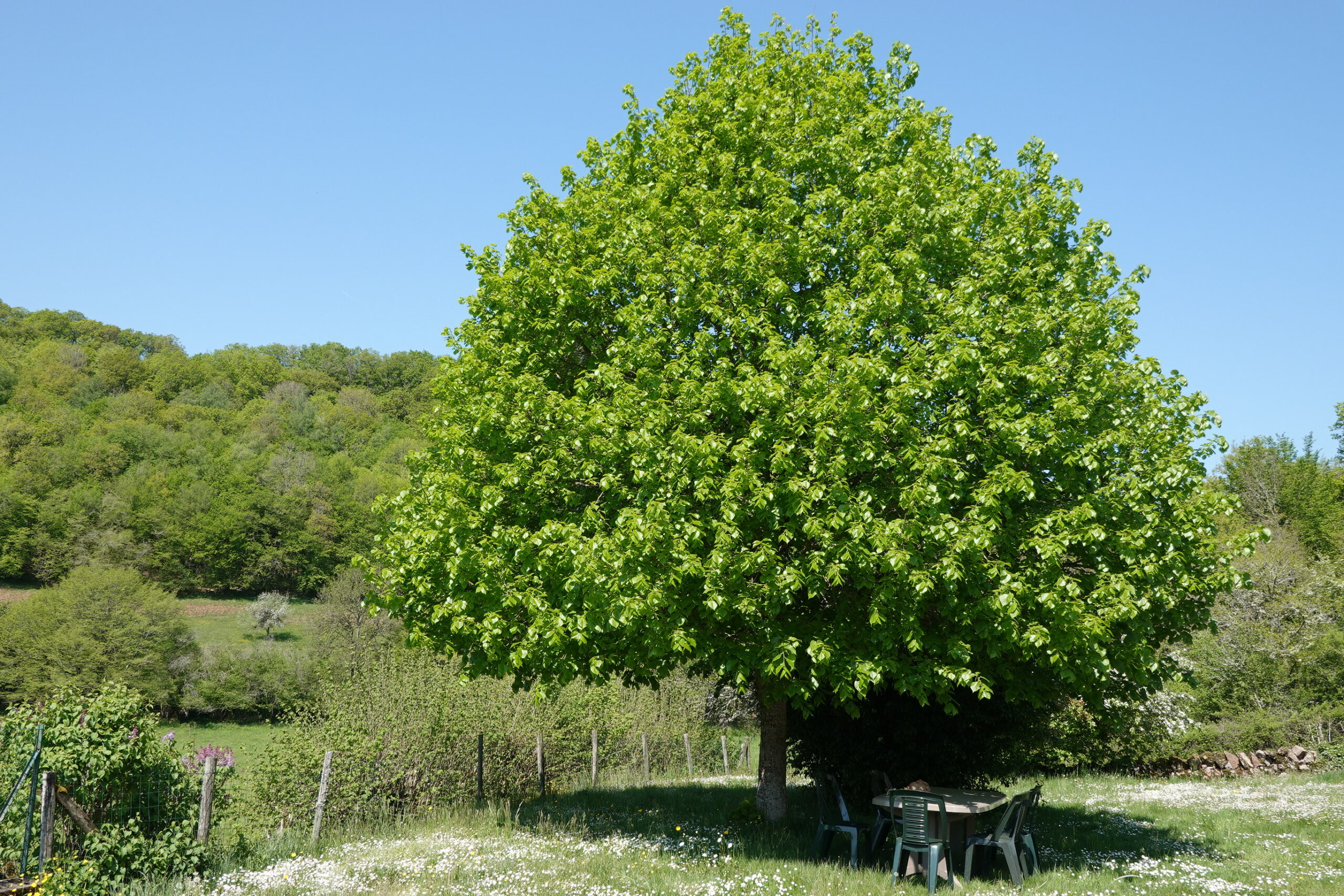 Le jardin et son tilleul