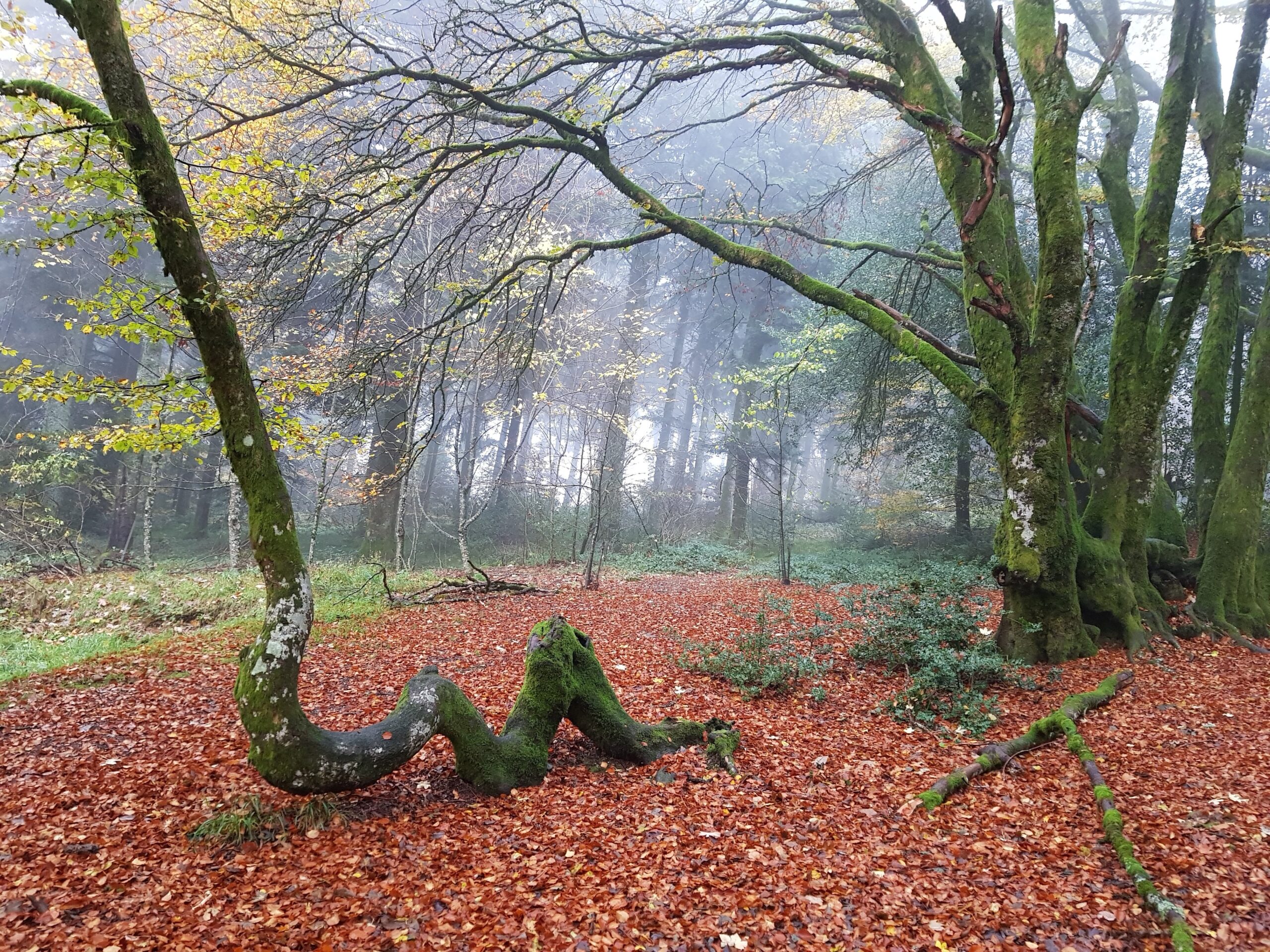 Forest at Mont Beuvray