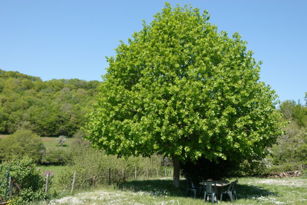 De tuin en zijn lindeboom