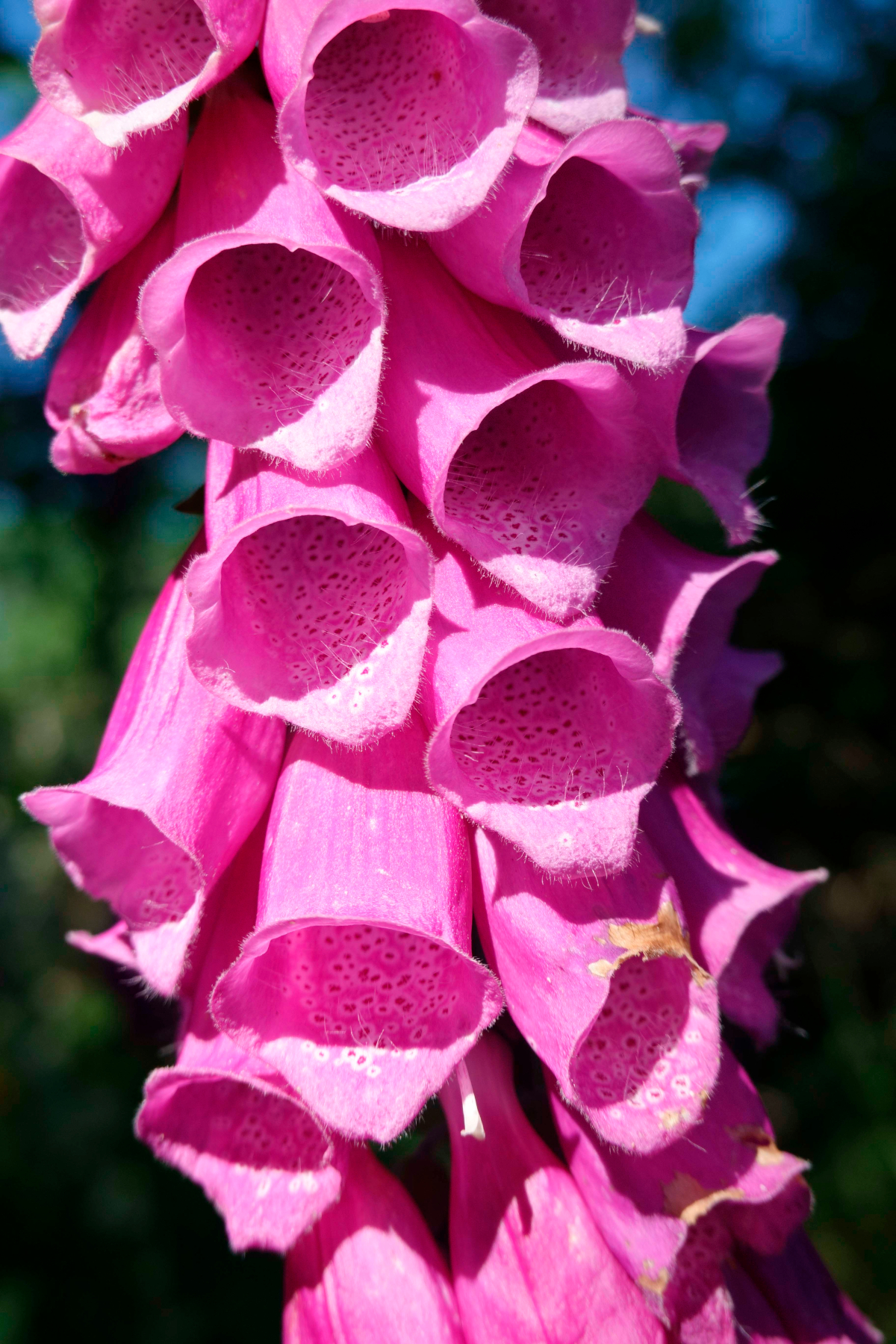 Foxglove in Blanot - Morvan Nature Park