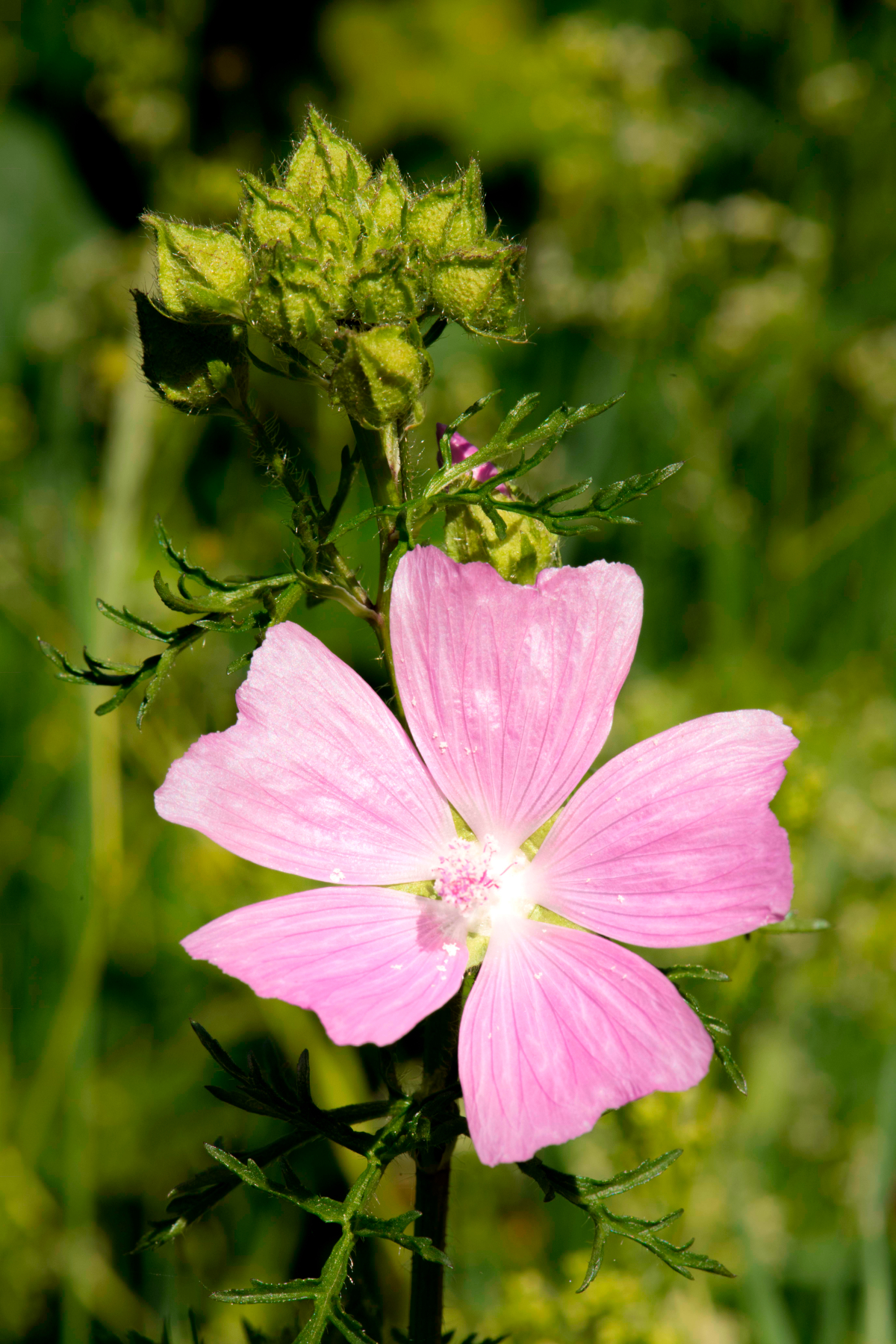 Scots mallow in Blanot - Morvan Nature Park
