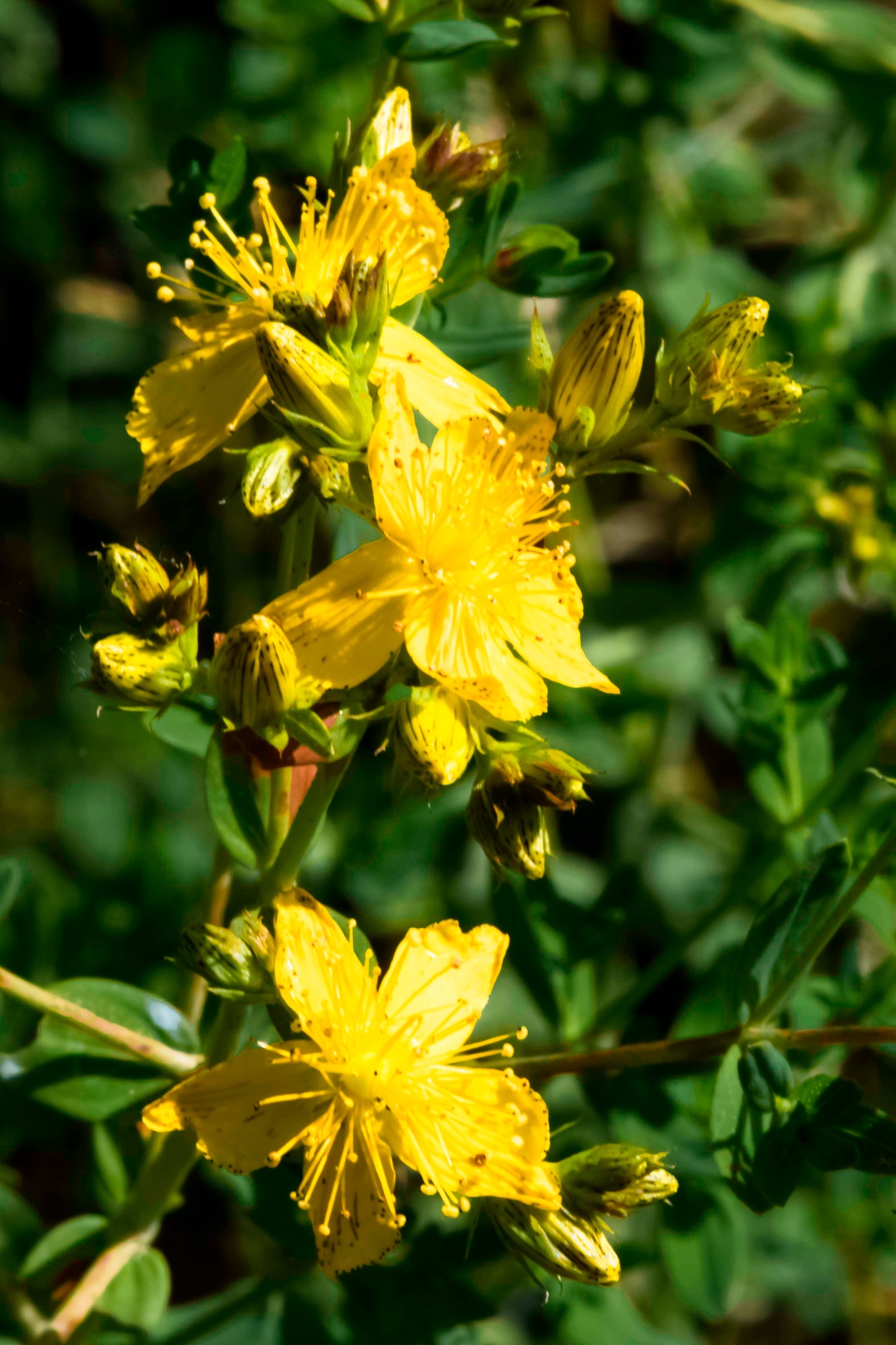 Millepertuis à Blanot - Morvan Nature Park